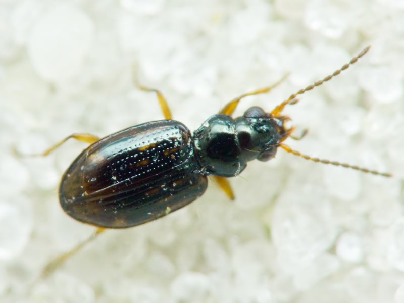Bembidion (Trepanes) octomaculatum (Goeze, 1777)